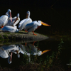 American White Pelicans