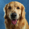 Beautiful Golden Retriever
