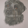 Barry Westie x Border Terrier