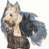 Scottish Terrier 