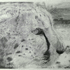 Cheetah At The Zoo