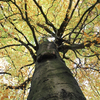 Treetop from Below