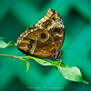 Blue Morpho Butterfly P0108