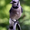 blue jay profile