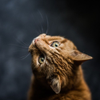 Cat Looking Up