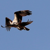yes, they talk while in flight 