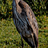 Blue Heron at Bill Nichols Pond -  May 31 2025