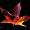 Colors of fall