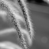 Wild Grass