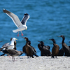 Western Gulls and Brandts cormorants 