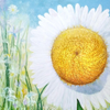 Early Morning Daisy (Copyright)
