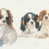 Cavalier King Charles Spaniel