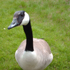 Canada Goose