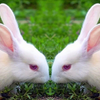 Twin Rabbits 2025