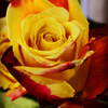 yellow rose