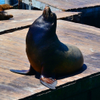 Pier #39, San Francisco