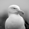 California Gull