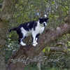 Black and White Cat