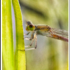 damselfly