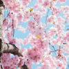 Spring Cherry Blossoms in Full Bloom
