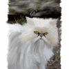 Persian Cat 2