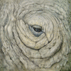 Ecce Rhino