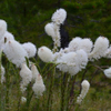 Bear Grass