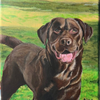 Maui the Chocolate Lab