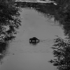 Alhambra Creek - April 30  2026