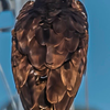 Osprey at Ferry Point - June 29 2026