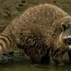 Raccoon in Alhambra Creek - July 25 2026
