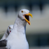 Angry bird