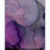 Nautilus Shell 137