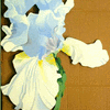 (Cut-out) Blue Iris