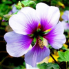 Hibiscus syriacus, Russell's, Wayland, MA  05-29-2022