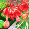 Gorgeous Dragon's Breath (Clerodendrum splendens) 08-10-2026
