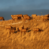 Elk at sunrise 