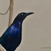 Great - tailed Grackle 