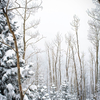 Silent Snowfall in the Rockies