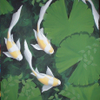 yellow spotted koi