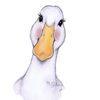 Duck, Duck