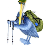 Hiking pelican