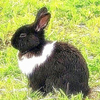 A Black-&-White Wild Rabbit