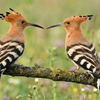 Eurasian Hoopoe (Upupa epops) 08-10-2026
