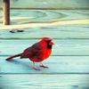 Red Bird in the fall