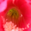 Christmas Cactus