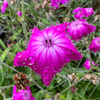 Crown Pink Flower with Summer Rain