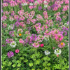 flower world