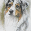Australian Shepherd