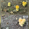 FUNGI FAMILY